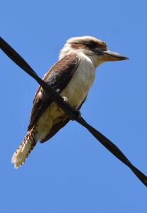 DSC_3129.JPG